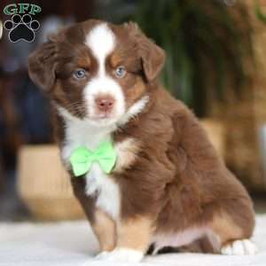 Roo, Miniature Australian Shepherd Puppy